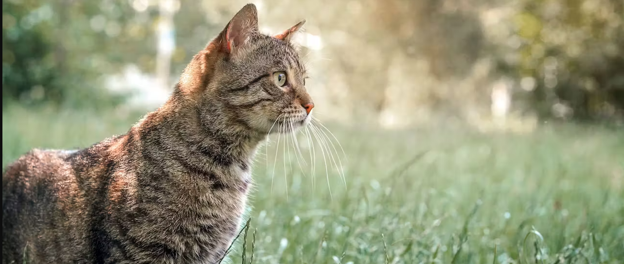 Evcil Hayvanlarda Mikroçip Zorunluluğu Süresi Uzatıldı